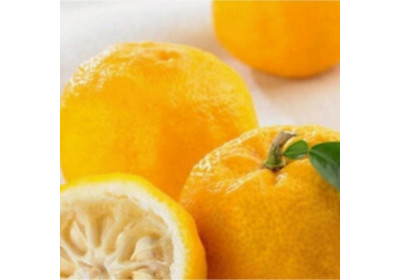Yuzu è un agrume giapponese