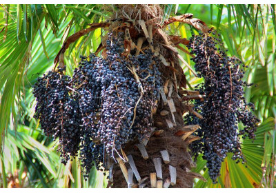 Acai è la bacca di una palma