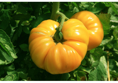 Il pomodoro lievita a Parigi con i marsigliesi