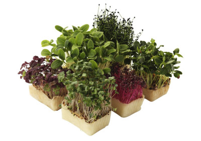 KOPPERT CRESS , UN TOCCO DI CREATIVITÀ