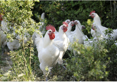 Expresión culinaria francesa: VIVIR COMO UN COQ EN PÂTE