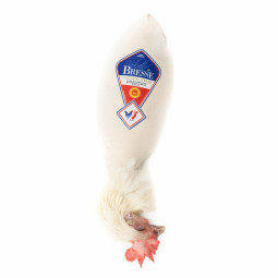 Poularde de Bresse enrollada