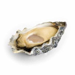 Oyster N°3 Super Special Star - KYS Marine
