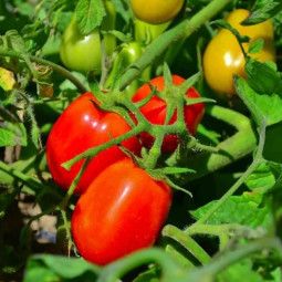 Massa de tomate, tomate seco e tomate fino - 90g