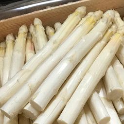Asperges blanches des Landes BIO calibre 22/32 - 5kg - DOMAINE D'UZA