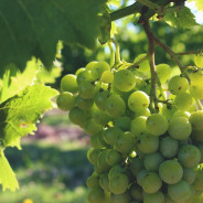 Verjus aus grünen Trauben aus dem Périgord - 50cl