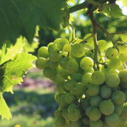 Succo d'uva verde del Périgord - 50cl MAISON DELOUIS - 2