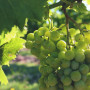 Verjus aus grünen Trauben aus dem Périgord - 50cl MAISON DELOUIS - 2