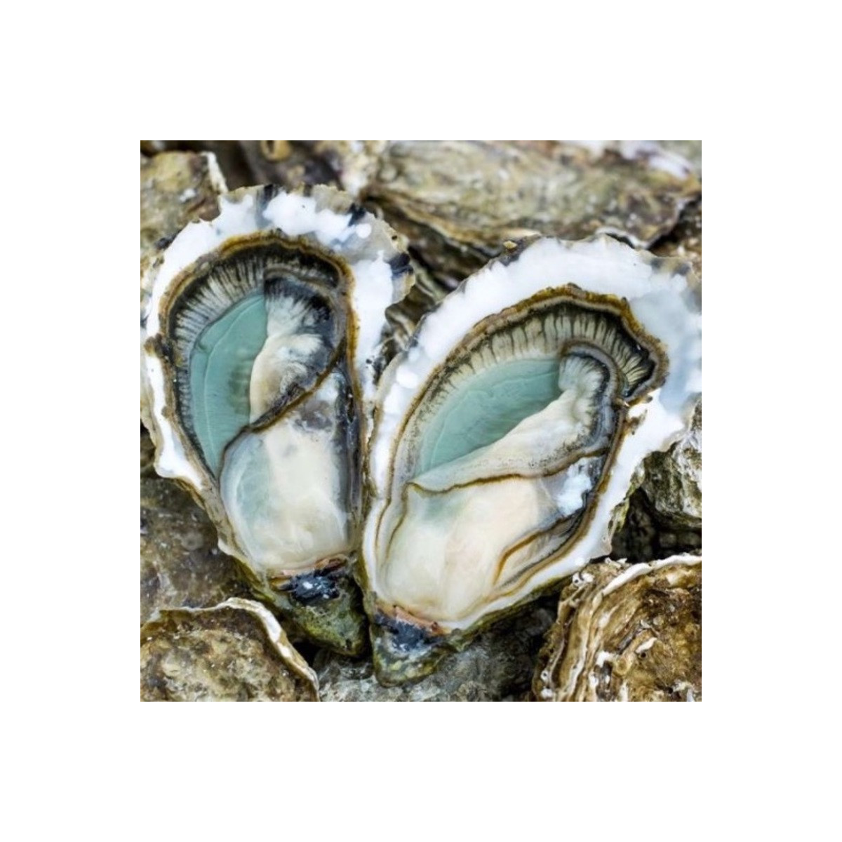Oysters N ° 3 Fines of Claire (Marennes-Oléron) X24