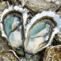 Oysters N ° 3 Fines de Claire (Marennes-Oléron) X24 Oysters Fonteneau - 1