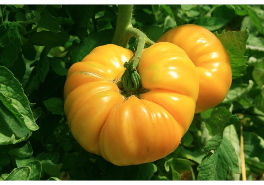 The tomato rises in Paris with the Marseillais